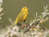 Yellow Warbler (Dendroica Petechia) Perched in a Tree Photographic Print by Steve Maslowski