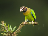 Brown-Hooded Parrot (Pionopsitta Haematotis), Laguna Del Lagarto, Costa Rica Photographie par Mary Ann McDonald