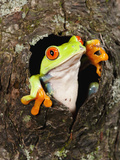 Red-Eyed Tree Frog (Agalychnis Callidryas) Looking Out of a Tree Hole Photographic Print by Joe McDonald