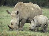 White Rhinoceros Mother and its Baby, Ceratotherium Simum, Nakuru, Kenya Photographic Print by Joe McDonald