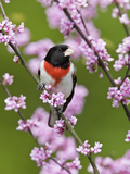Male Rose-Breasted Grosbeak (Pheucticus Ludovicianus) in Redbud Tree Photographie par Steve Maslowski