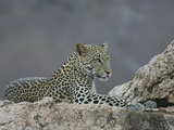 Leopard Resting on a Rock, Panthera Pardus, Kenya, Africa Photographic Print by Arthur Morris