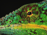 Close Up of a Male Panther Chameleon Eye and Scales (Furcifer Pardalis) Photographie par Thomas Marent