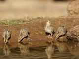 Gambel's Quail Chicks Drinking at a Waterhole (Callipepla Gambelii), Arizona, USA Photographie par Mary Ann McDonald