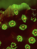 Mycedium Hard Coral Fluoresces under Blue Light in Orange, Red, and Green Colors Photographic Print by Louise Murray