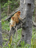 Female Proboscis Monkeys (Nasalis Larvatus), Sabah, Borneo, Malaysia Photographic Print by Thomas Marent