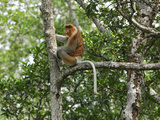 Male Proboscis Monkey (Nasalis Larvatus), Sabah, Borneo, Malaysia Photographic Print by Thomas Marent