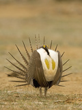 Male Greater Sage-Grouse (Centrocercus Urophasianus) Displaying Photographic Print by Jack Milchanowski