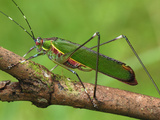 Katydid or Bush-Cricket (Tettigoniidae), Danum Valley Conservation Area, Sabah, Borneo, Malaysia Photographic Print by Thomas Marent