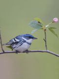 Male Cerulean Warbler (Dendroica Cerulea) Perched on a Branch Photographic Print by Steve Maslowski