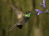 Magnificent Hummingbird Male (Eugenes Fulgens) Feeding at At a Sage Flower Photographic Print by Charles Melton