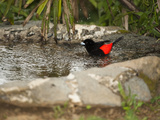 Passerini's or Cherrie's Tanager Male in a Bird Bath (Ramphocelus Passerinii) Turrialba, Costa Rica Photographie par Mary Ann McDonald