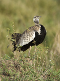 Black-Bellied Bustard (Eupodotis Melanogaster), Serengeti National Park, Tanzania Photographic Print by Mary Ann McDonald