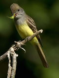 Great Crested Flycatcher (Myiarchus Crinitus) with Grasshopper Prey in its Beak, Pennsylvania, USA Photographie par Joe McDonald