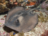 Striped Stingaree (Trygonoptera Ovalis), Albany, Western Australia, Southern Ocean Photographic Print by Andy Murch