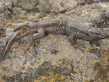 A Two Tailed Wall Lizard (Gallotia Caesaris), Endemic, Canary Islands Photographic Print by Fabio Pupin