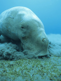 Dugong (Dugong Dugon) Feeding on Sea Grass Photographic Print by Louise Murray