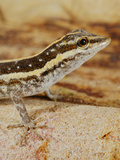 Socotra Rock Gecko (Pristurus Sokotranus), Socotra Island, Yemen Photographic Print by Fabio Pupin