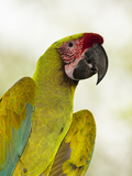 Great Green Macaw Head (Ara Ambiguus), Sarapiqui, Costa Rica Photographie par Mary Ann McDonald