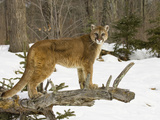Mountain Lion (Felis Concolor) Standing on a Log Photographic Print by Jack Milchanowski