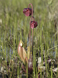 Pitcher Plant in Bog, Maine, USA Photographic Print by Garth McElroy