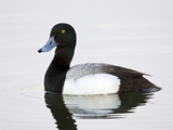 Male Greater Scaup (Aythya Marila) Anchorage, Alaska, USA Photographic Print by Arthur Morris