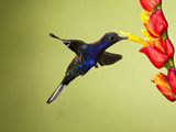 Violet Sabrewing Hummingbird (Campylopterus Hemileucurus) Nectaring at a Flower Photographie par Joe McDonald