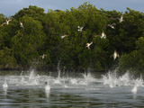 Blue-Footed Booby (Sula Nebouxii) Feeding Spree, Black Turtle Cove, Santa Cruz, Galapagos Photographic Print by Arthur Morris