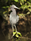Little Blue Heron Adult in Non-Breeding Plumage (Egretta Caerulea), Costa Rica Photographie par Mary Ann McDonald