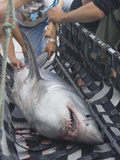 Researchers Tag and Measure a Porbeagle Shark (Lamna Nasus) on the Deck of a Ship Photographic Print by Andy Murch