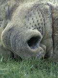 Close-Up of the Face of a Resting Southern Elephant Seal, Mirounga Leonina, South Georgia Photographic Print by Fritz Polking