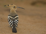 African Hoopoe, Upupa Epops, Kenya, Africa Photographie par Joe McDonald