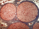 Cross-Section of Nerves, LM X35 Photographic Print by David Phillips