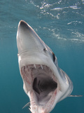 Shortfin Mako Shark (Isurus Oxyrinchus), San Diego, California, USA, Pacific Ocean Photographic Print by Andy Murch
