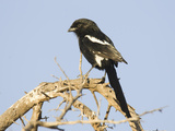 Magpie Shrike, Urolestes Melanoleuca, Africa Photographie par Joe McDonald