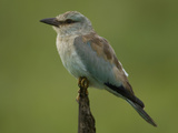 European Roller, Coracias Garrulus, European Migrant into Samburu Game Reserve Photographie par Joe McDonald
