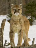 Mountain Lion (Felis Concolor) Standing on a Log Photographic Print by Jack Milchanowski