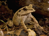 Solomon Island Eyelash Horned Frog (Ceratobatrachus Guentheri) Photographic Print by Joe McDonald