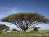 Flat-Topped Acacia Tree, Serengeti, Tanzania, East Africa Photographic Print by Fritz Polking