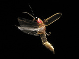 Eastern Firefly Flying (Photinus Pyralis), USA Photographic Print by Terry Priest