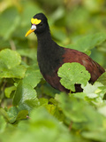 Northern Jacana (Jacana Spinosa), Tortuguero, Costa Rica Photographie par Mary Ann McDonald