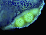 The Partially Opened Stamen of Four-O'Clock Flower (Mirabilis Yalapa) Photographic Print by Robert Markus