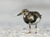 Ruddy Turnstone in Winter Plumage with a Tiny Clam in its Bill, Arenaria Interpres, Southern USA Photographic Print by Arthur Morris