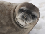 Crabeater Seal Head (Lobodon Carcinophagus) Photographic Print by Louise Murray