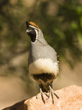 Gambel's Quail (Callipepla Gambelii), Southwestern USA Photographie par Joe McDonald