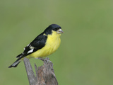 Male Lesser Goldfinch, Carduelis Psaltria, North America Photographic Print by Arthur Morris