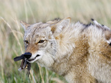 Coyote (Canis Latrans) with Bobwhite Quail Prey, USA Photographic Print by Steve Maslowski