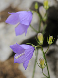 Gentian (Campanula Sabatia), Endemic Flower of the Liguria Mountains, Italy Photographic Print by Fabio Pupin
