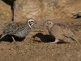 Montezuma or Mearns' Quail Male and Female (Cyrtonyx Montezumae) Scratching for Food Photographic Print by Charles Melton
