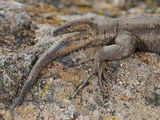 Two Tailed Wall Lizard (Gallotia Caesaris), La Gomera, Canary Islands Photographic Print by Fabio Pupin